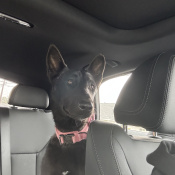 Madam, a Black Belgian Malinois Dog