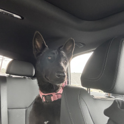 {petName}, a Black Belgian Malinois Dog